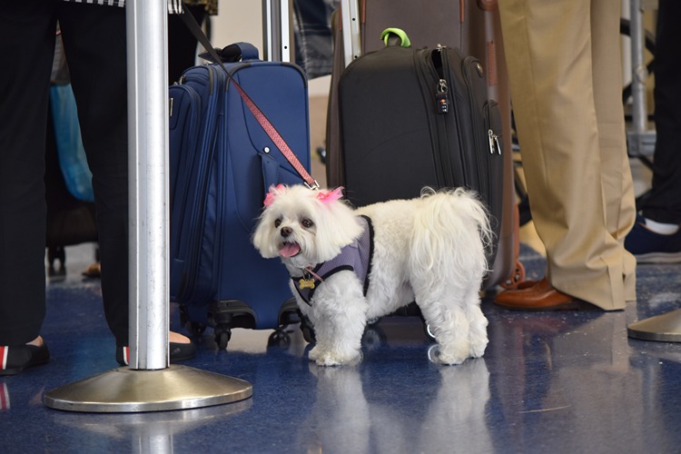 Dogs and people traveling at airport in a queue