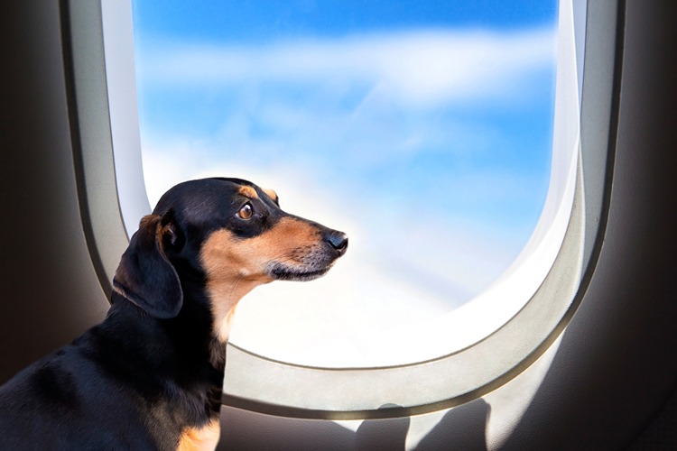 Travelling with pet. Cute dachshund​ dog near window in airplane